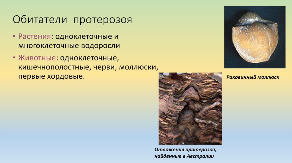 Какие организмы жили в протерозойскую эру. Строматолиты протерозойская Эра. Моллюски протерозойской эры. Окаменелости протерозоя. Протерозойская Эра ископаемые.
