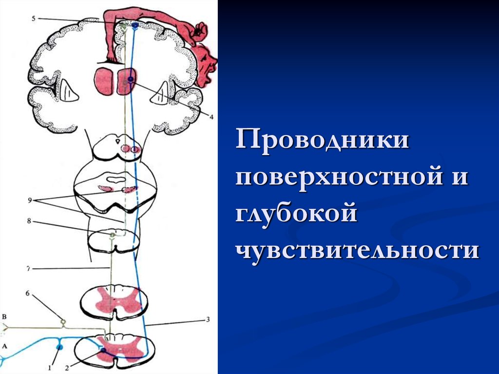 Путь поверхностной чувствительности схема