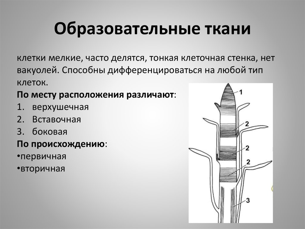 Клетки постоянно делятся. Образовательная ткань верхушечная боковая вставочная. Клетки образовательной ткани делятся. Мелкие клетки образовательной ткани. Клетки какой ткани постоянно делятся.