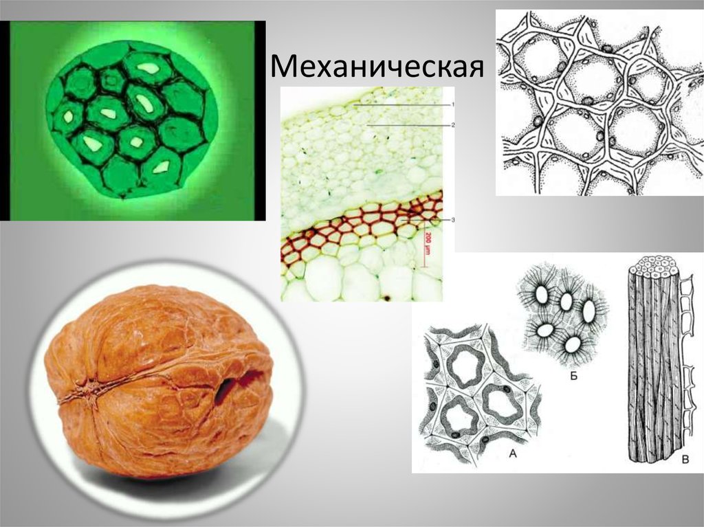 Выполняемые функции механической ткани растений