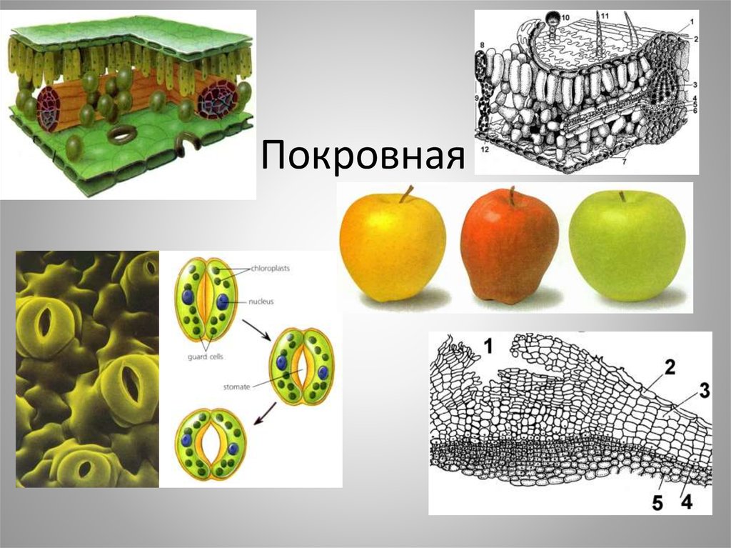 Фото покровной ткани растений