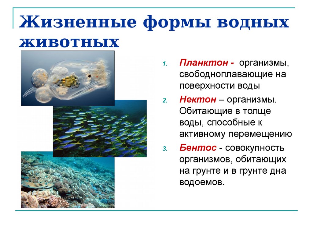 Группы водных организмов таблица