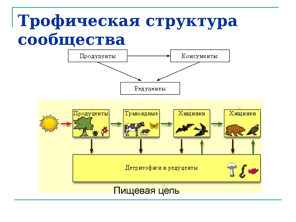 Какой способ питания типичен для продуцентов любой. Трофическая структура схема. Пищевые цепи трофическая структура биогеоценоза. Структура сообщества биология схема. Трофическая структура пищевая цепь.