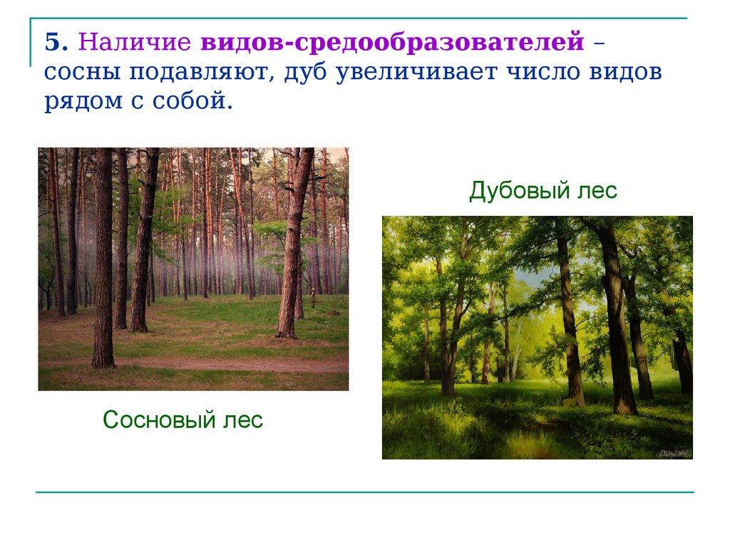 Вид средообразователь в лиственном лесу. Виды средообразователи это. Видовая структура соснового леса. Растения виды средообразователи.