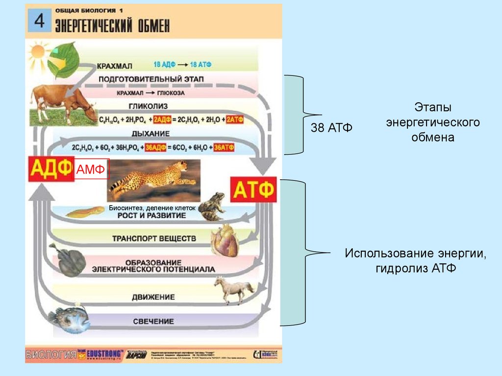 Тест по теме фотосинтез и хемосинтез