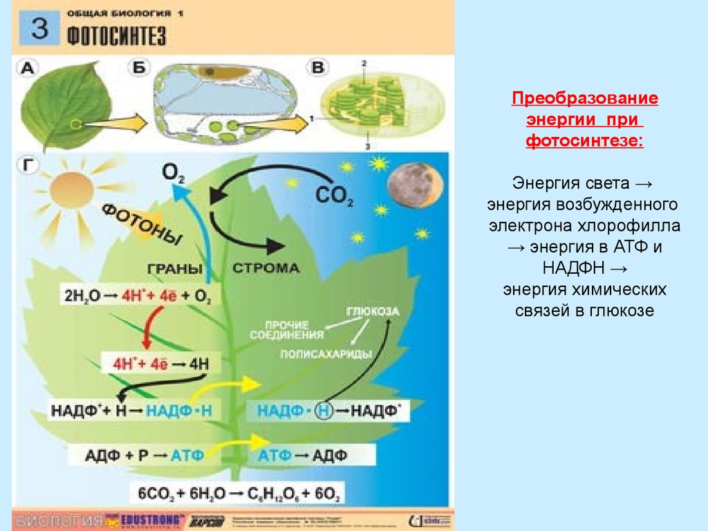 Нужен ли свет при фотосинтезе. Фотосинтез схема 10 11. Световая фаза фотосинтеза 10 класс. Темновая фаза фотосинтеза схема. Схема фотосинтеза у растений.