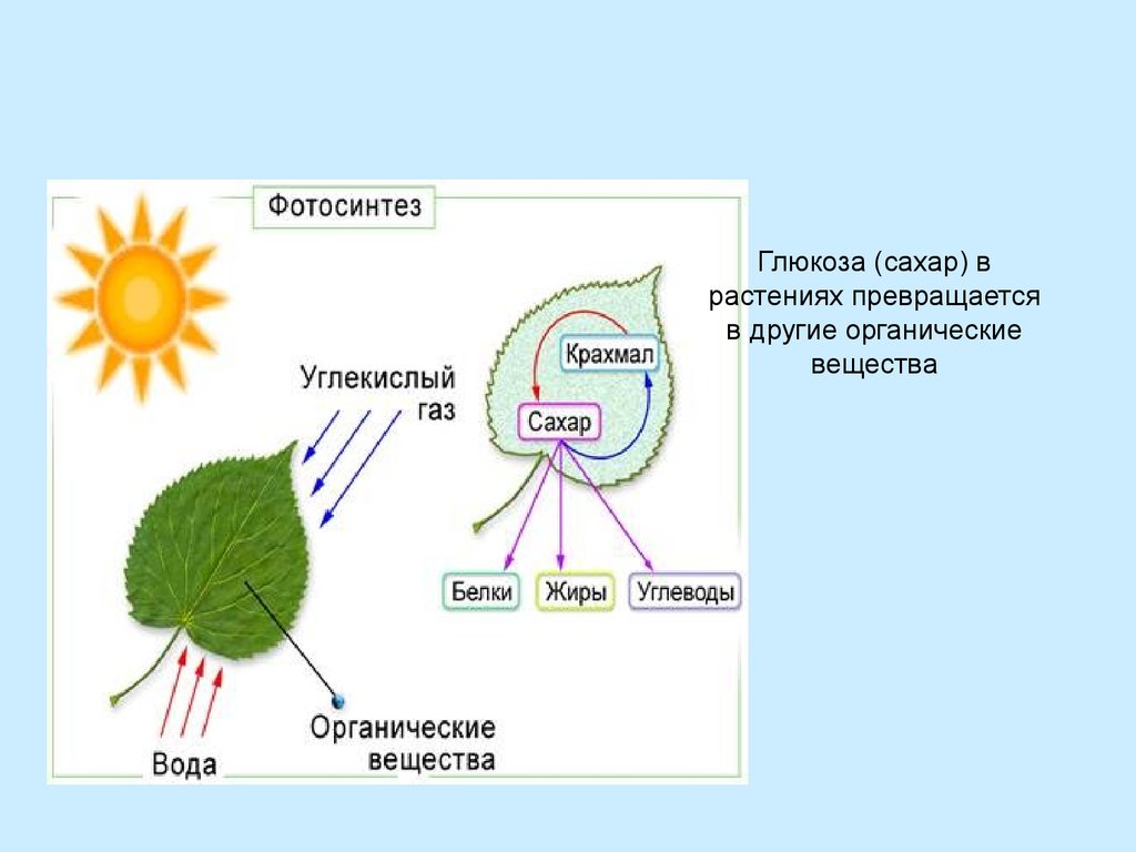Образование глюкозы в зеленом растении. Схема процесса фотосинтеза. Схематическое изображение процесса фотосинтеза. Схема фотосинтеза ЕГЭ. Схема фотосинтеза у растений.