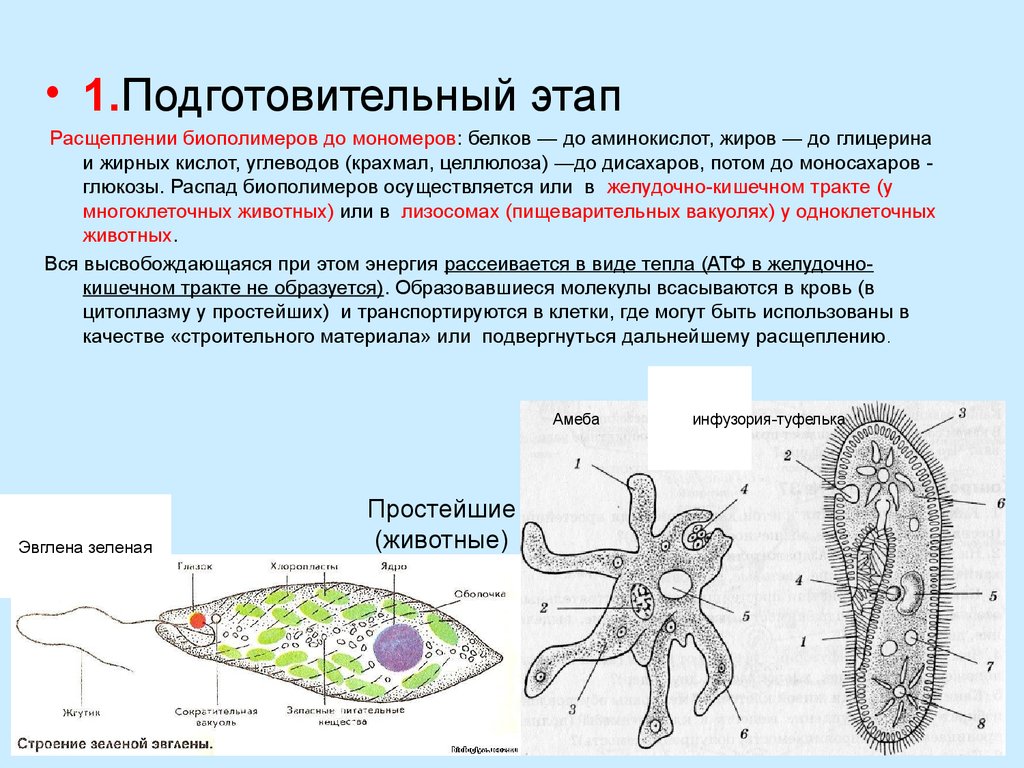 Какие клетки способны образовывать ложноножки