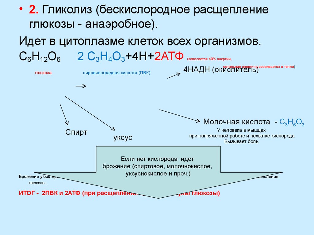 Энергетический обмен расщепление глюкозы. Гликолиз это расщепление Глюкозы. Бескислородное расщепление Глюкозы. Анажробное расщеплен е рлюкозы. Гликолиз это расщепление.