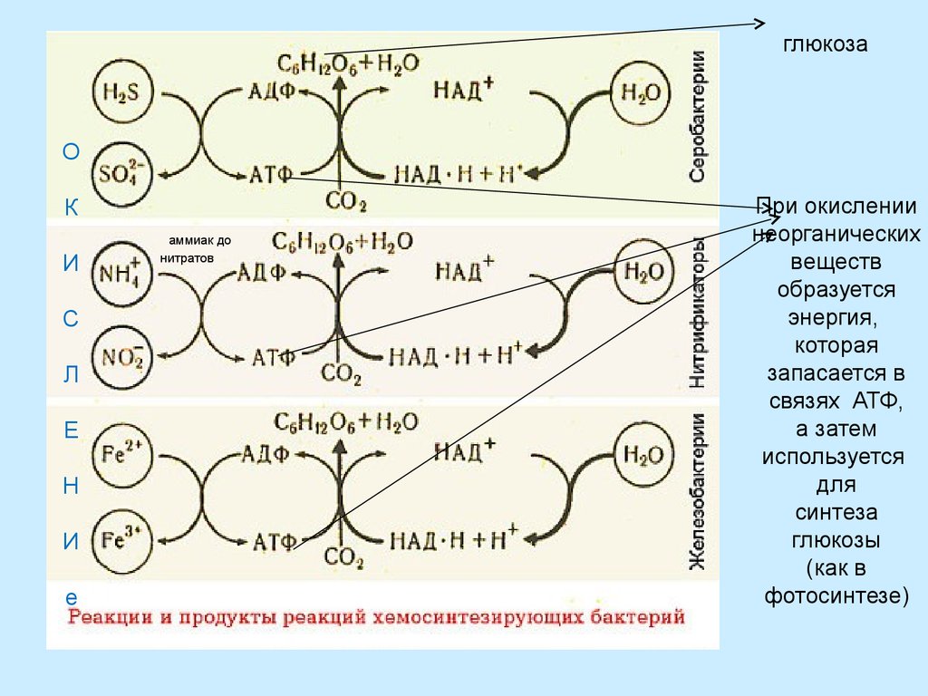 Реакция окисления неорганических веществ. Хемосинтез АТФ. Фотосинтез Глюкоза. Глюкоза и аммиак. Синтез АТФ фотосинтез.