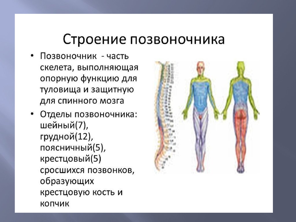 Выполняет опорную функцию. Функции отделов позвоночника. Позвоночник система органов. Строение и функции позвоночника. Функции позвонков человека.