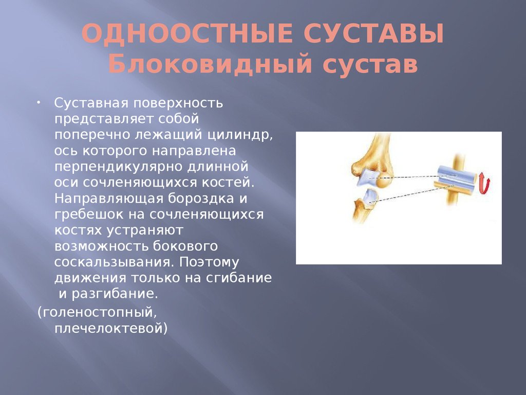 Поверхность представляет собой. Блоковидный сустав. Блоковидный сустав оси. Направляющая бороздка и гребешок. Направляющая бороздка и гребешок плечелоктевого сустава.