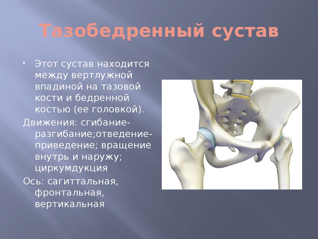 С какими костями соединяется бедренная кость. Тазобедренный сустав ямке вертлужной впадины анатомия. Вертлужная впадина анатомия. Вертлужная впадина тазобедренного сустава. Сгибание тазобедренного сустава анатомия.