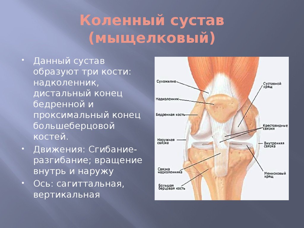 Коленный сустав строение фото с описанием анатомия