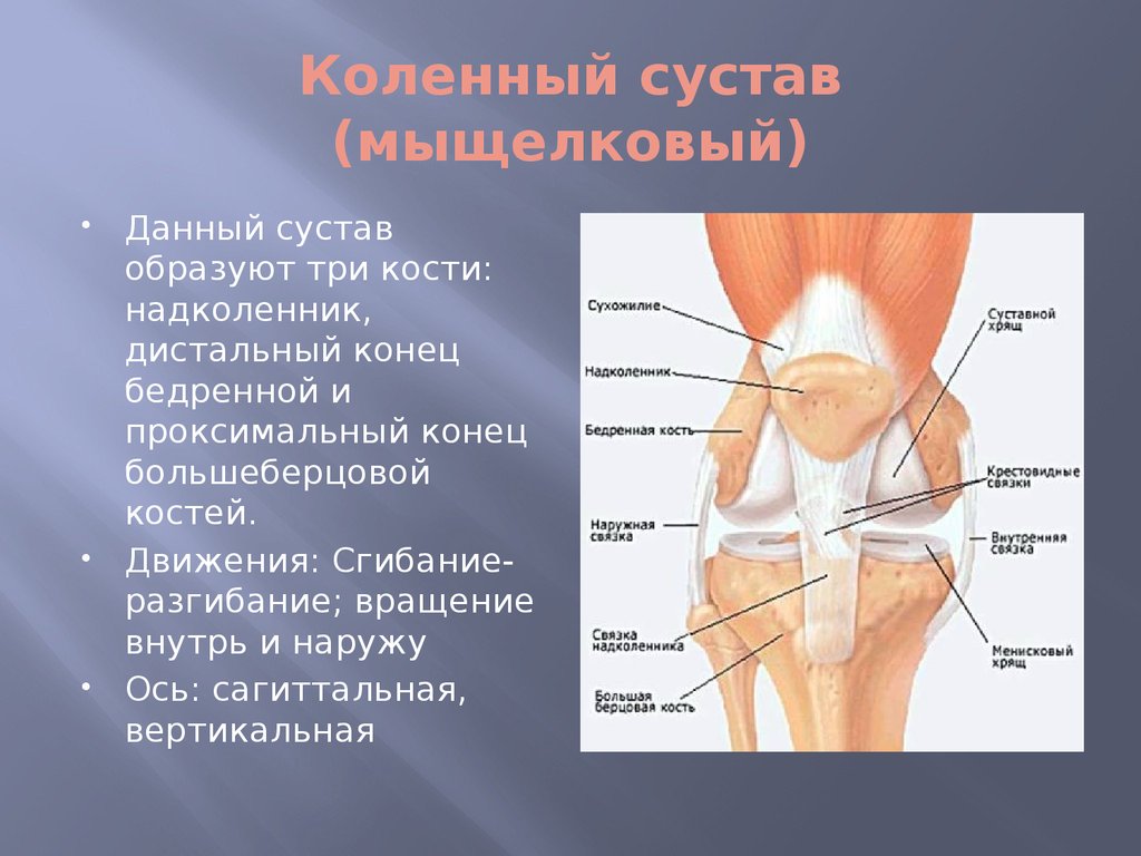 Кости образующие сустав. Оси вращения коленного сустава. Кости образующие коленный сустав. Коленный сустав мыщелковый. Строение костей образующих коленный сустав.