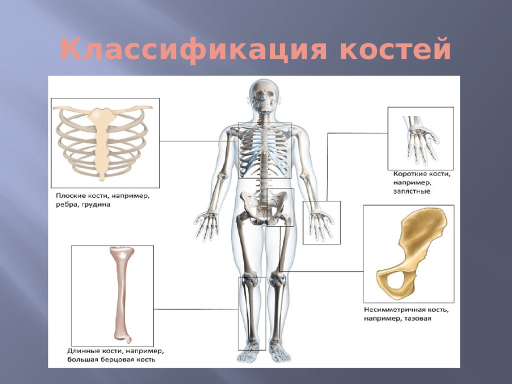 Плоские кости скелета человека. Классификация костей скелета. Длинные короткие и плоские кости. Классификация костей человека анатомия. Короткие кости человека.
