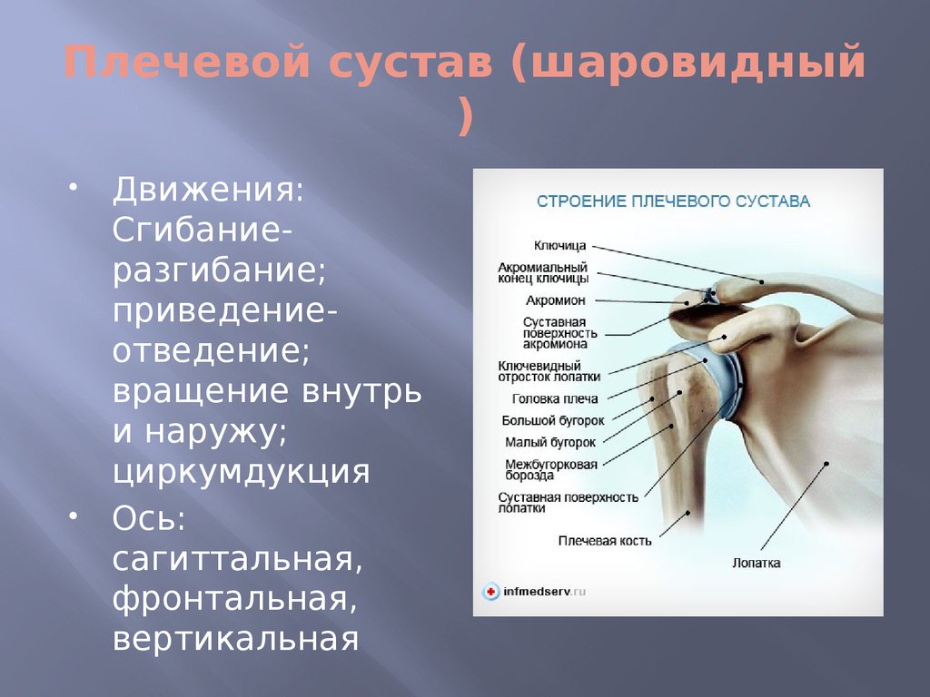 Плечевой сустав по форме. Движения в плечевом суставе. Оси движения плечевого сустава. Оси вращения плечевого сустава. Отведение в плечевом суставе.