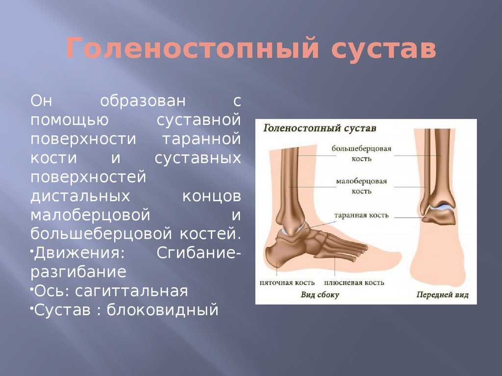 Голеностопный сустав является. Голеностопный сустав какими костями образован. Голеностопный сустав анатомия форма. Голеностопный сустав образован соединением суставных поверхностей. Строение сустава лодыжки.