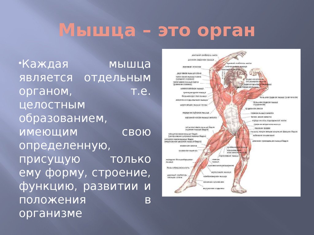 Функция каждой мышцы. Органы мышечной системы. Органы и мышцы человека. Мышечная анатомия человека. Строение мышцы.