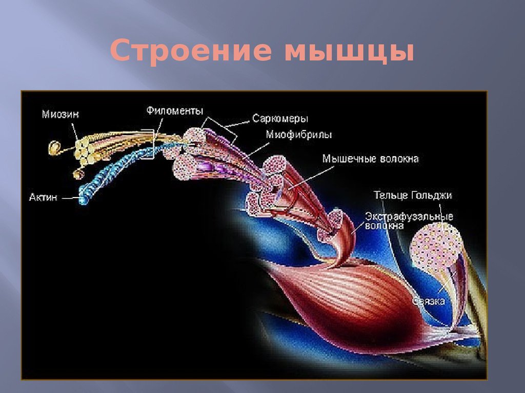 Орган сокращения. Проприорецепторы скелетных мышц. Строение мышцы. Двигательная сенсорная система. Биохимия мышечного сокращения.