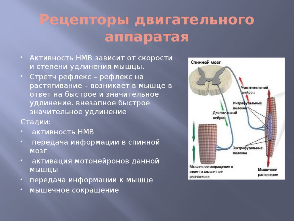 Рецепторы двигательного. Рецепторы опорно двигательного аппарата. Двигательные рецепторы. Рецепторы растяжения мышцы. Проприорецепторы опорно-двигательного аппарата.