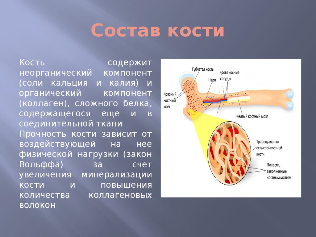 Состав кости схема