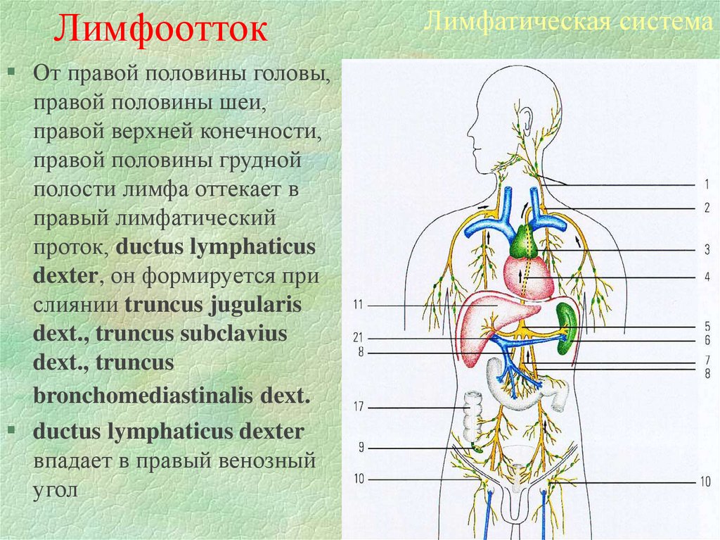 Куда оттекает. ) Лимфатическая система шеи, пути оттока лимфы. Лимфоузла шейные лимфоотток. Отток лимфы от головы. Лимфатический отток от верхней конечности.