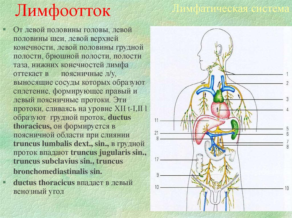 Лимфоток человека схема