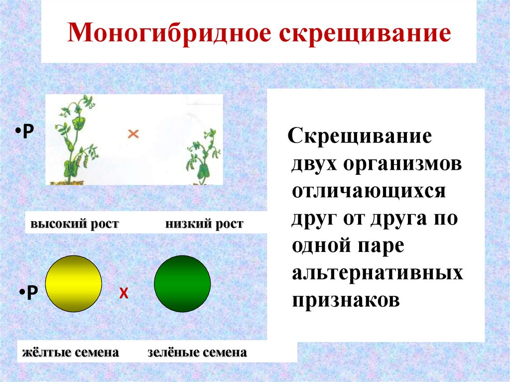 Скрещивание особей отличающихся друг от друга. Моногибридное скрещивание и дигибридное скрещивание. Много гмбридное и дигибридное. Чем отличается дигибридное скрещивание от моногибридного. Многогибридрое скрещивание.