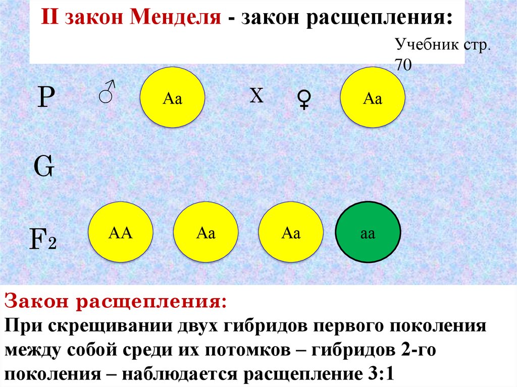 Третьего закона менделя. Второй закон Менделя правило расщепления гибридов f2.