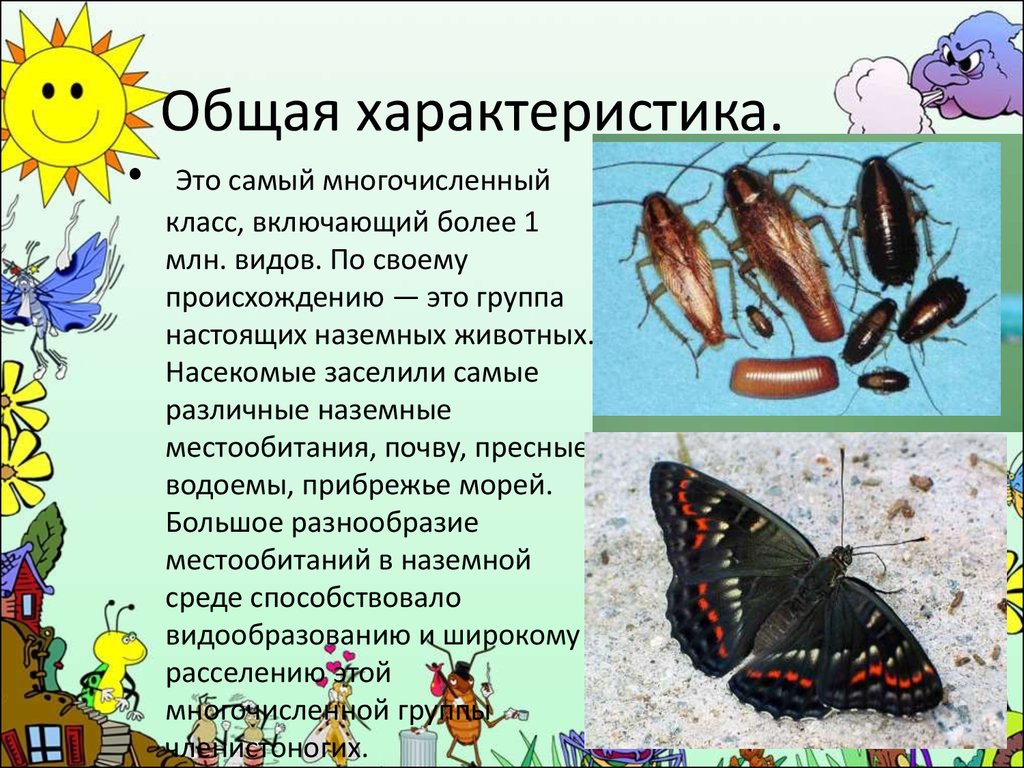 Особенности групп насекомые. Общая характеристика насекомых. Особенности класса насекомые. Насекомые многочисленный класс. Характеристика класса насекомые.