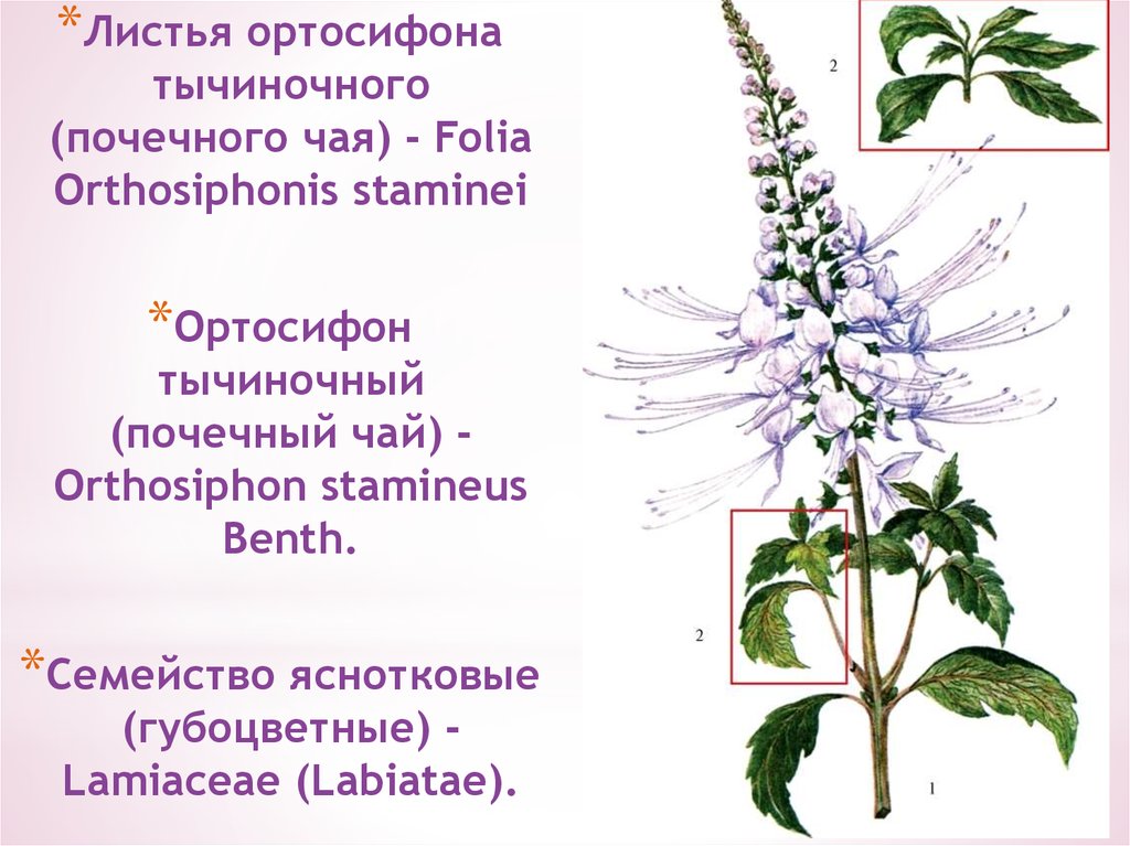 Ортосифон тычиночный почечный чай отзывы