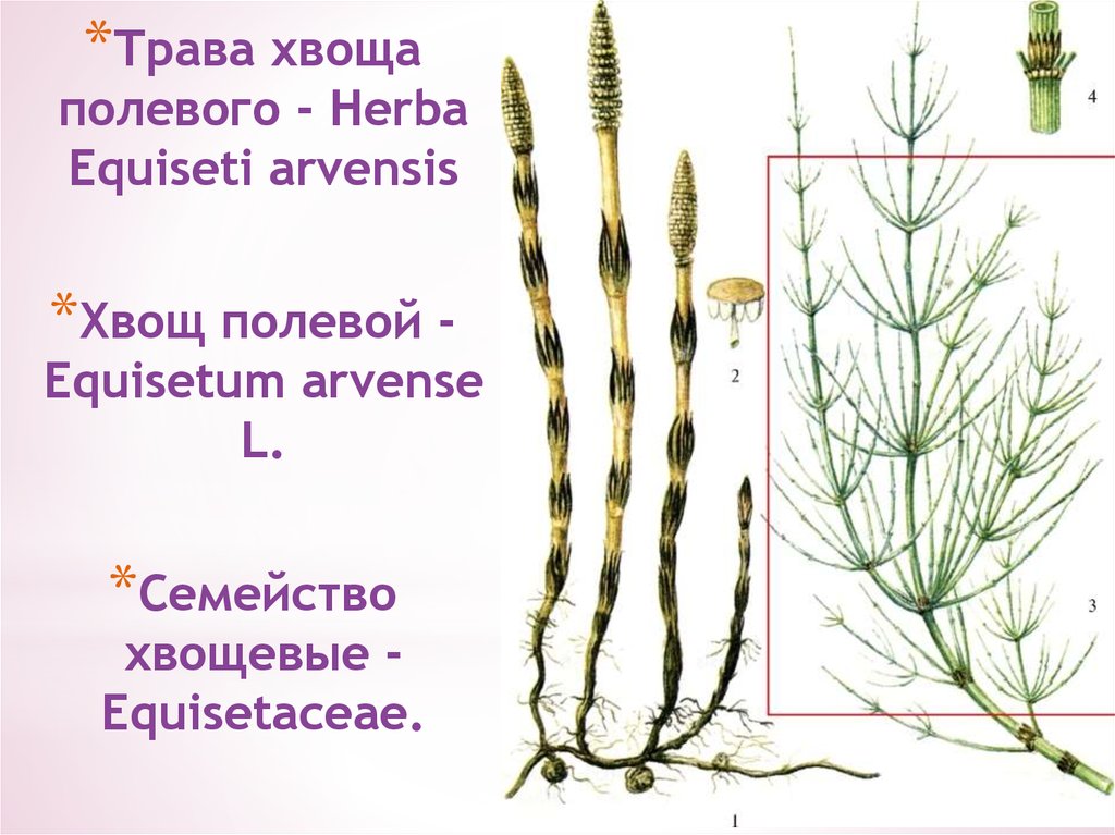 Хвощи систематика. Хвощ полевой отдел растений. Хвоща полевого трава - equiseti arvensis herba. Хвощ полевой Equisetum arvense l.. Хвощ полевой систематика.
