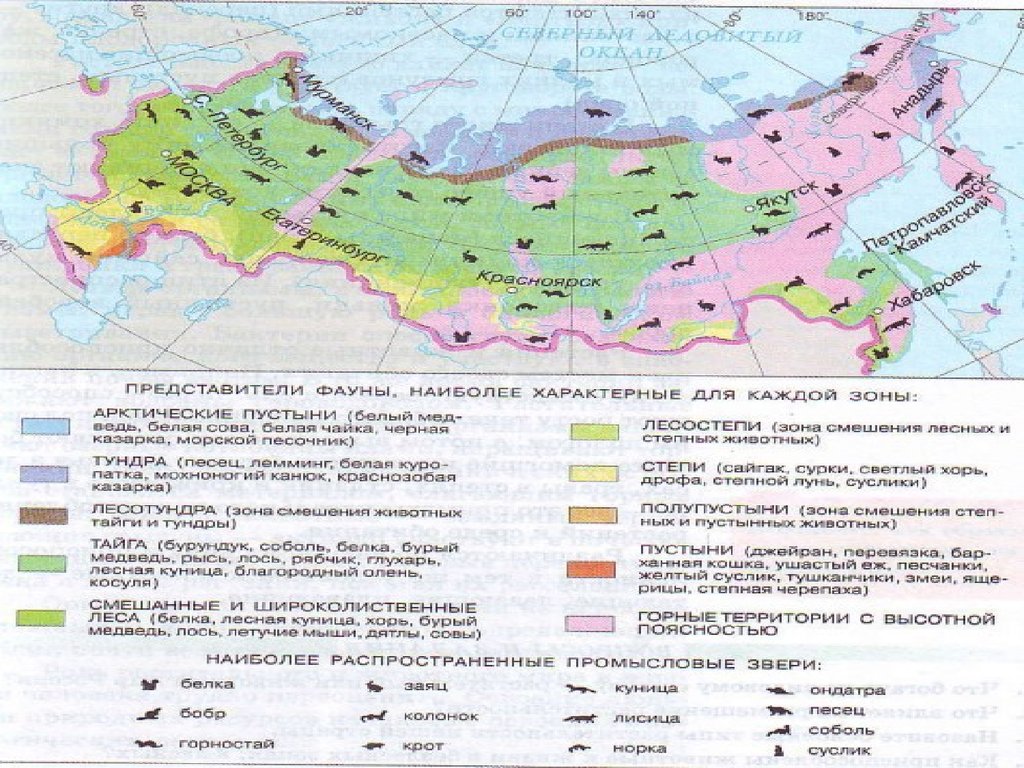 Каждой зоны. Карта природных зон и животных России. Животный мир России 8 класс география карта. Карта природных зон России с животными. Типичные представители животного мира России.