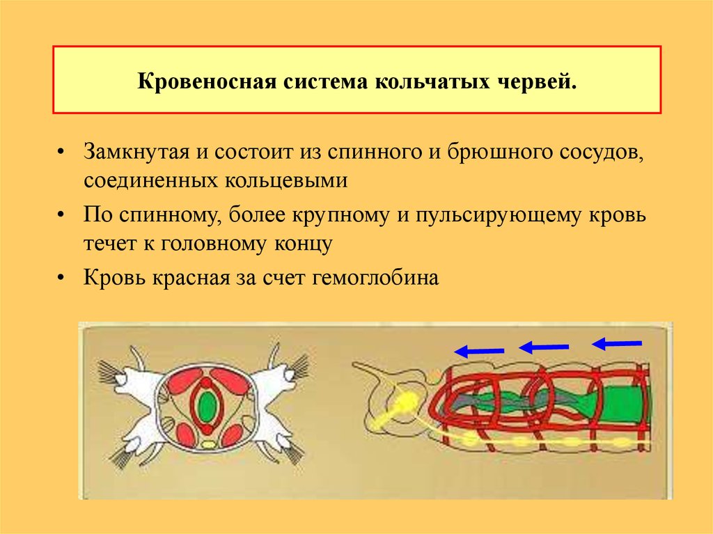 Особенности строения кольчатых. Тип кольчатые черви кровеносная система. Функции кровеносной системы кольчатых червей. Кровеносная система кольчатых червей. Кровеносная система кольчатых червей схема.