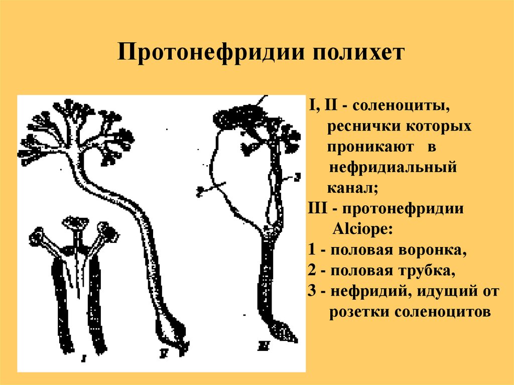 Почки метанефридии