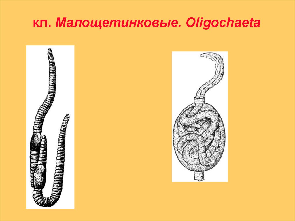 Обоеполые черви. Малощетинковый червь в активном иле. Олигохеты продольный срез.