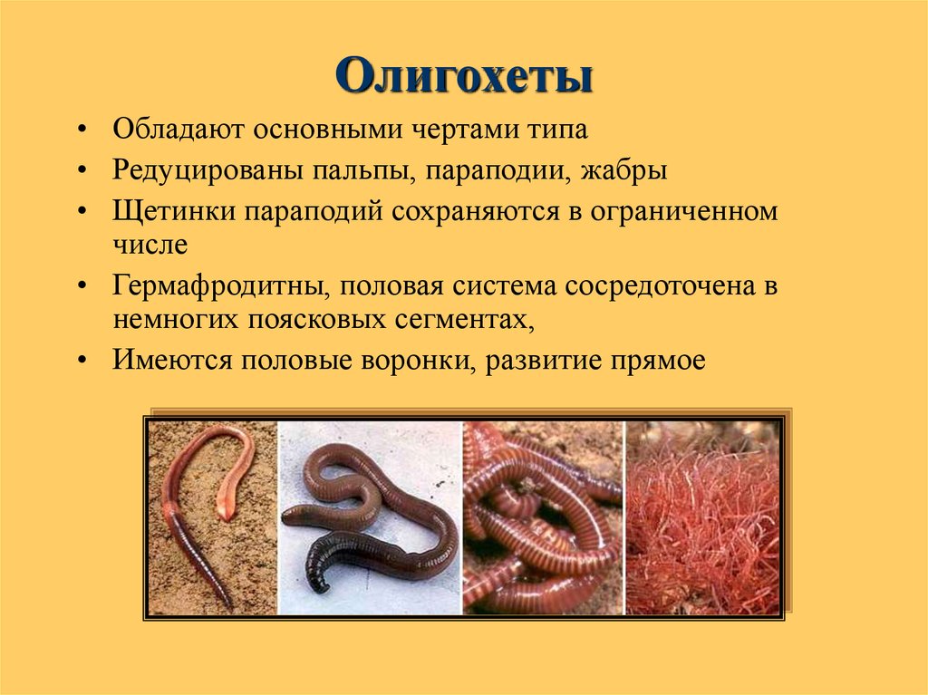 Строение и жизнедеятельность червей. Олигохеты (Малощетинковые кольчатые черви). Представители класса олиголеты. Класс Малощетинковые черви образ жизни.