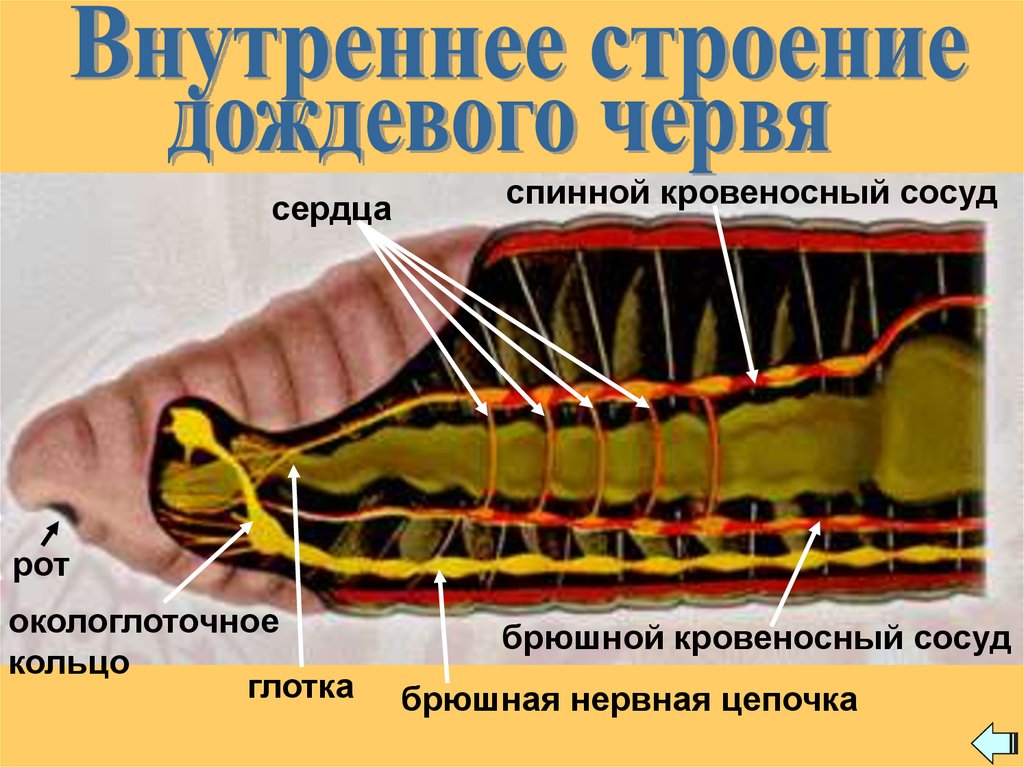 Внутреннее строение дождевого