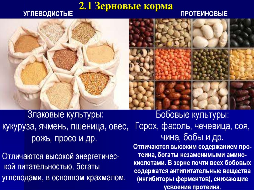 Корма что это. Зерновые корма. Концентрированные корма для коров. Концентрированные зерновые корма. Концентрированные корма для КРС.