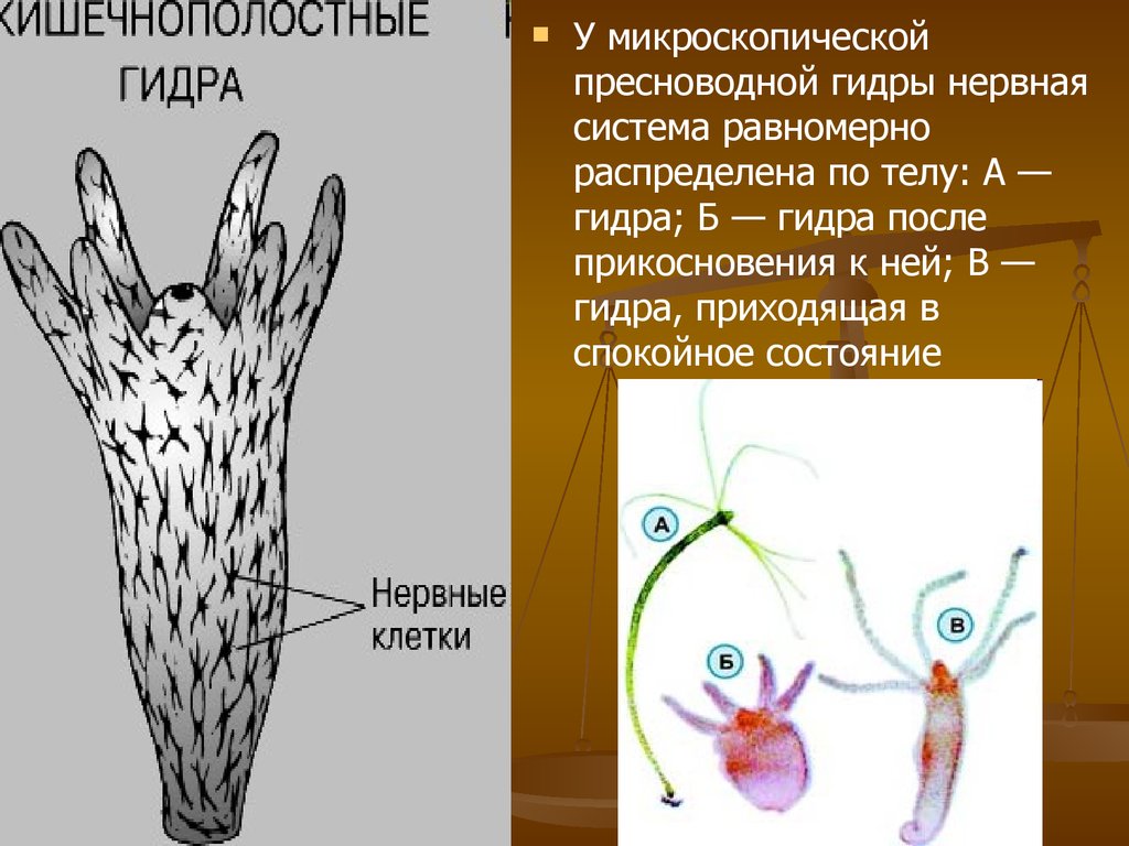 Презентация нервная система рефлекс инстинкт 7 класс латюшин