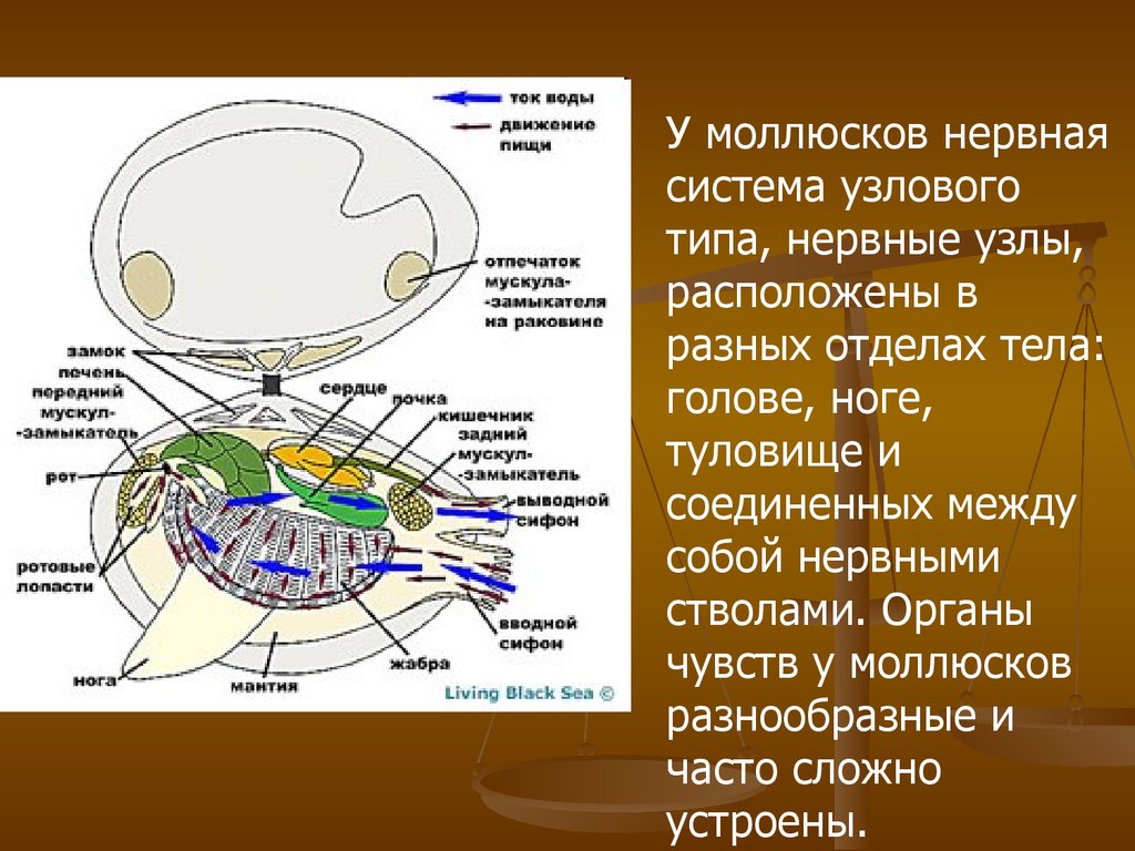 Презентация нервная система рефлекс инстинкт 7 класс латюшин