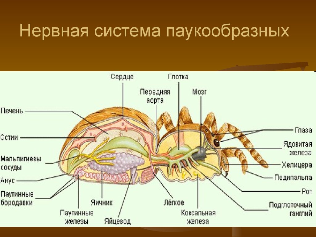 Крестовики строение. Нервная система паукообразных. Паукообразные пауки внутреннее строение. Пищеварительная система паукообразных 7 класс. Выделительная система паука крестовика.