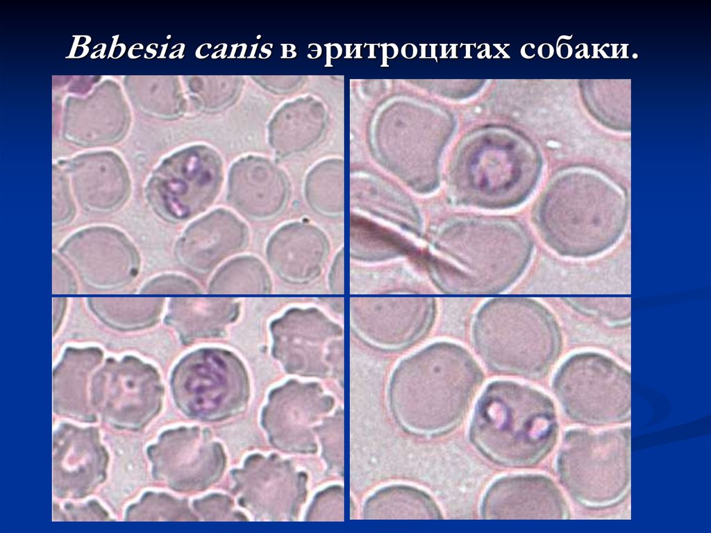 Бабезия гибсони у собак фото