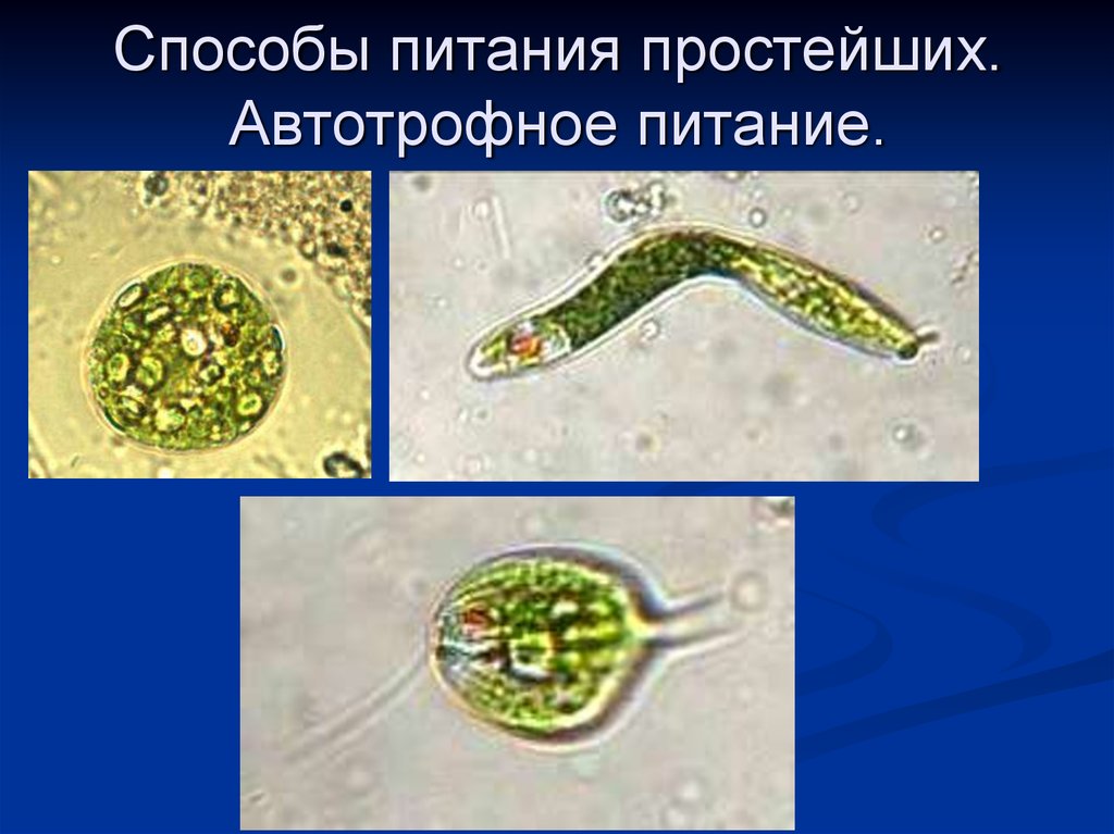 Чем питаются простейшие. Способы питания простейших. Простейшие питаются. Автотрофные протисты Тип питания. Какие простейшие питаются автотрофно.