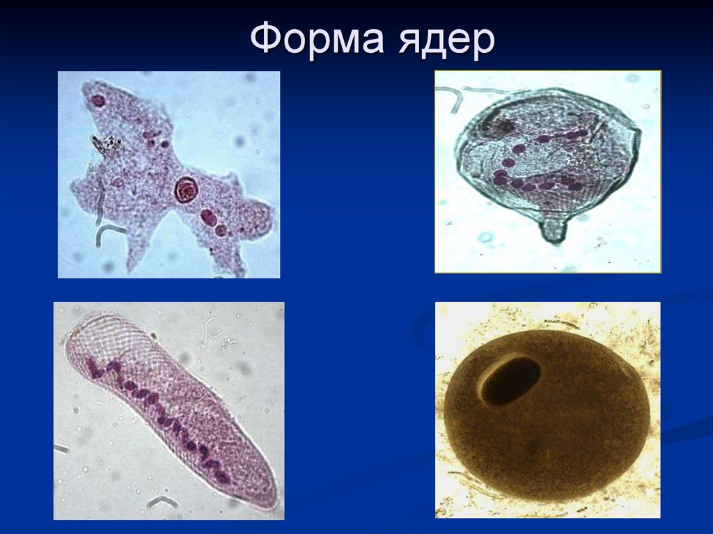 Многоядерные клетки