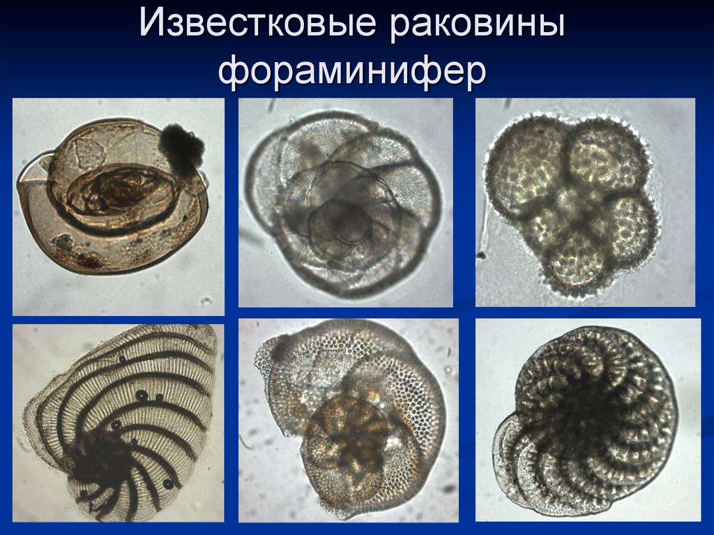 Простейшие фораминиферы. Корненожки фораминиферы. Фораминиферы зародышевая камера. Раковинные фораминиферы. Фораминиферы представители.