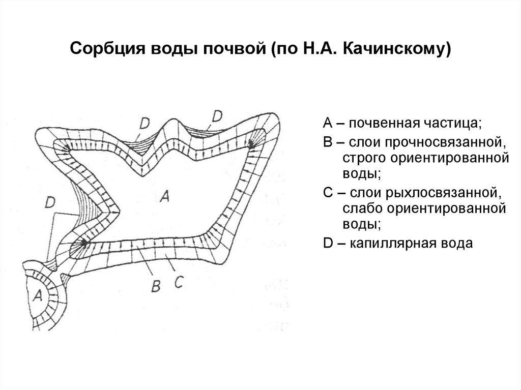 Связанная вода в почве. Сорбция почвы. Сорбция воды почвой (по н.а. Качинскому):. Вода слоя рыхлосвязанной воды называется. Сорбционно - связанная почвенная вода.