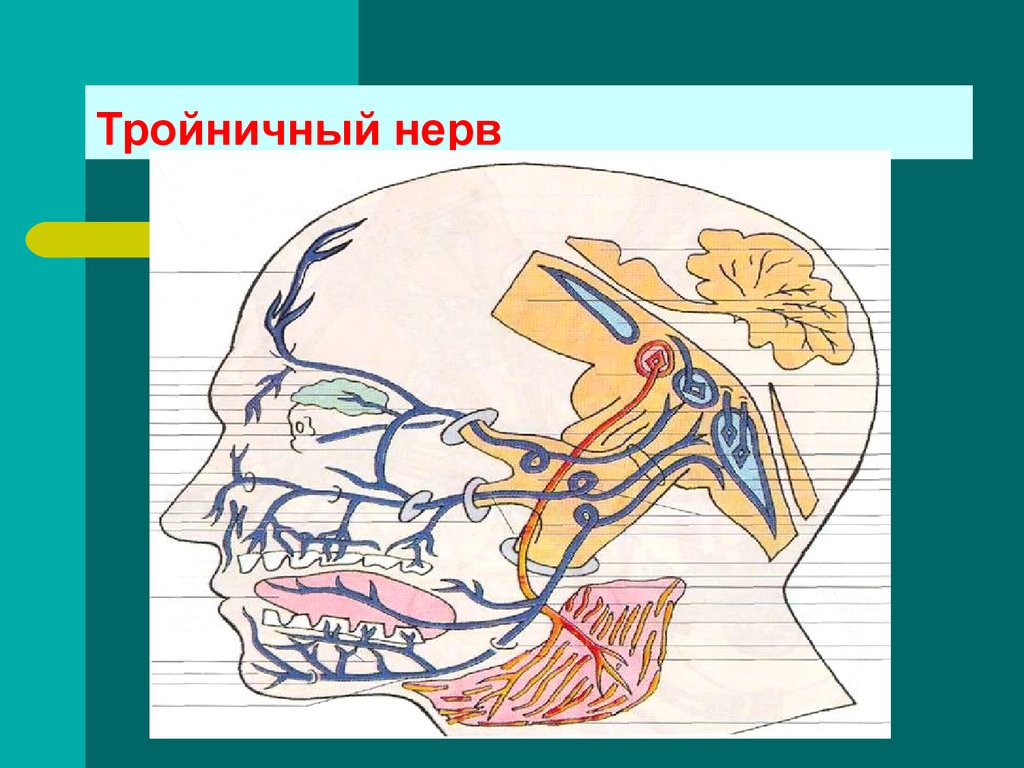 Тройничный нерв справа. Тройничный нерв (n. trigeminus). Ганглий тройничного нерва анатомия. Тройничный ганглий расположение. Топография тройничного нерва топографическая анатомия.