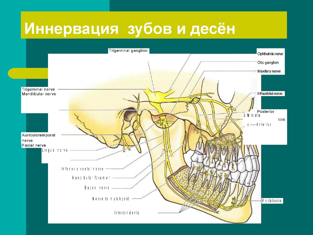 Клиническая анатомия нервов